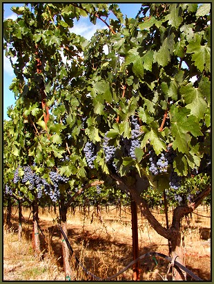 Grapes near harvest in The Wolcott Vineyard